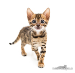 Bengalito Züchter